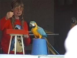 A musical parrot plays the piano at the Combe Martin Wildlife and Dinosaur Park